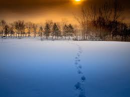 Winterbilder tiere als hintergrundbild : Winter Sonnenuntergang Schnee Baume Schone Landschaft 1920x1440 Hd Hintergrundbilder Hd Bild