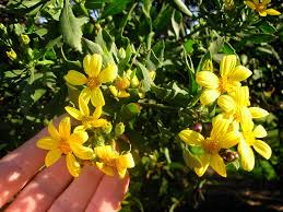 Image result for Chrysanthemoides monilifera