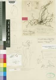 Image result for Microcoelia physophora