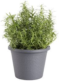 Image result for rosemary container