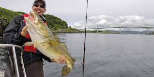 Dorsche — dorsche, schellfische, gadidae, größte und formenreichste familie der dorschartigen fische. Angeln Am Saltstraumen Im Revier Des Weltrekord Kohlers