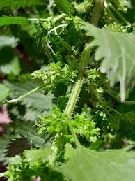 Image result for Urtica