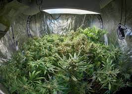 My brother did it and it went successful. How To Select The Right Place To Grow Pot