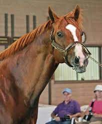 Lucky Pulpit Sire Of California Chrome Dies At 16 Daily Racing Form California Chrome Thoroughbred Horse Racing Derby Horse