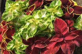 Image result for Coleus rhodesianum