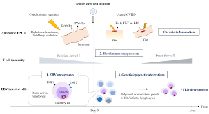 Cancers Free Full Text Epstein Barr Virus Associated Post Transplant Lymphoproliferative Disorders After Hematopoietic Stem Cell Transplantation Pathogenesis Risk Factors And Clinical Outcomes Html