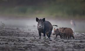 Texas has a few tracts of public land that is perfect for hog hunting. Usda Provides Money To Deal With Wild Hogs