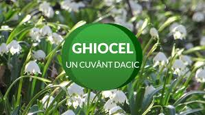 Image result for ghiocel