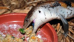 When threatened, they'll open their mouths wide and stick out their broad blue tongue. Blue Tongue Skink Care Sheet Lizard Cafe