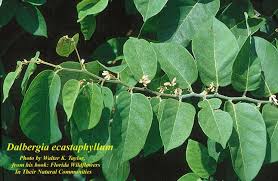 Image result for Dalbergia