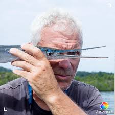 One look at this creature and you will know why it's called a needlefish.  While incredibly rare, needlefish have caused human fatalities. One such  incident that occurred in 2016 in Indonesia is