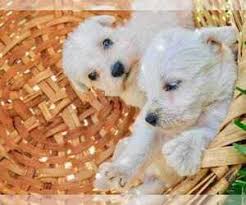 If you like what you see, be sure to inquire us today! Schnauzer Miniature Verified Dog Breeders Near Houston Texas Usa Page 1 10 Per Page Puppyfinder Com