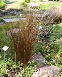 Image result for Schoenus