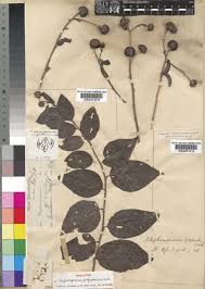 Image result for Blepharispermum