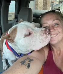 How to find a temporary foster home for a pet in a difficult situation?