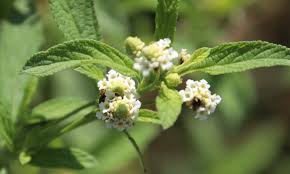 Image result for Lippia scaberrima