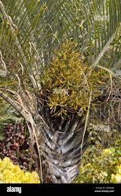 Image result for Dypsis decaryi