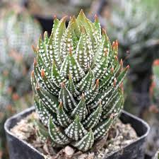 Image result for Hyparrhenia newtonii