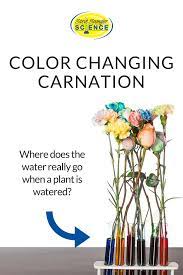 Science Experiment Color Changing Carnation Flowers Where Does The Water Really Go When A Plant Is Flower Science Flowers Science Project Science Experiments