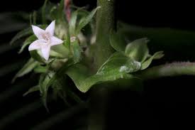 Image result for Sabicea bequaertii