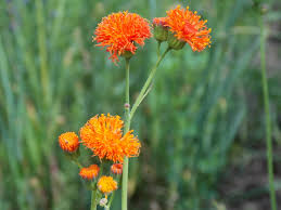 Image result for Emilia coccinea