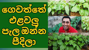 Hunter & company plc with over 101 years of experience in the retail and distribution trade has throughout the years given their customers true value for money and is today recognized as one of the leading importers and distributors of home & garden products, industrial and light engineering products & bicycles in sri lanka. Home Gardening In Sri Lanka Present Situation Of My Urban Home Vegetable Garden Youtube