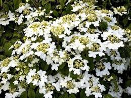 Feature Fruhling Bluhenden Strauch Viburnum Ideen Baum Bluhende Busche Baume Pflanzen Garten