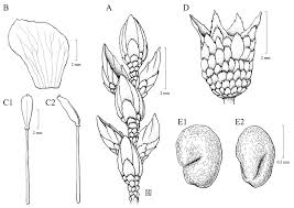 Image result for Dissotis pachytricha