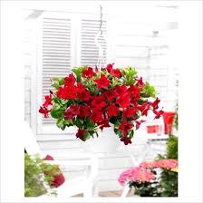 Pin On Gardening