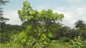 Image result for Alchornea cordifolia