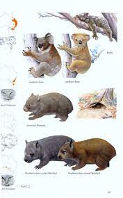 Beyond these few common traits, however, mammals do you know the characteristics of a mammal? A Field Guide To The Mammals Of Australia Nhbs Field Guides Natural History