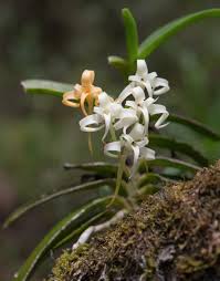 Image result for Cyrtorchis arcuata