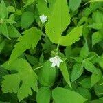 Image result for Hibiscus lobatus