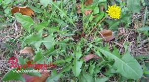 Bu Bitki Kanser Hucrelerini 48 Saatte Parcaliyor Karahindiba Sifali Otlar Kara Hindiba