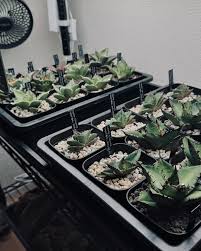 プレステラ 90 トレー