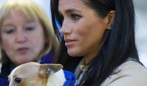 Prince Harry and Meghan Markle adopt rescue dog Mia taken from testing lab  in Virginia