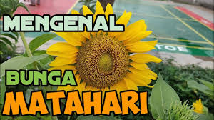 Bunga yang harus anda bayarkan akan menjadi sangat besar apabila anda tidak sanggup membayar cicilannya. Mengenal Bunga Matahari Ciri Ciri Dan Ragam Manfaat Bunga Matahari Youtube