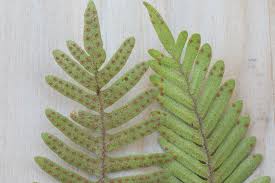 Image result for Pleopeltis