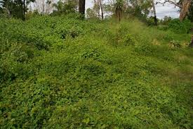Image result for Desmodium scorpiurus