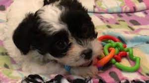 They will probably be friendly, loyal and outgoing. Maltese Poodle Shih Tzu Mix Puppies Youtube