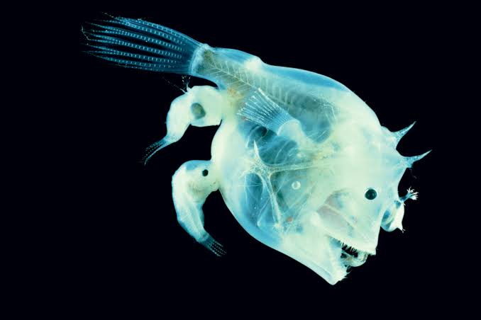 Anglerfish, Taking Romantic Attachment to a Whole New Level | National Geographic