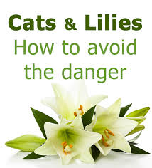 Check spelling or type a new query. Cats Lilies Avoid The Danger Lurking In Your Home Thecatsite Articles