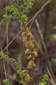 Image result for Kotschya