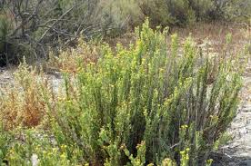 Image result for Inula