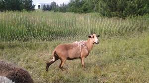 A sheep can produce between 2 and 30 pounds of wool each year. 5 Best Breeds Of Sheep For A Small Farm Pethelpful