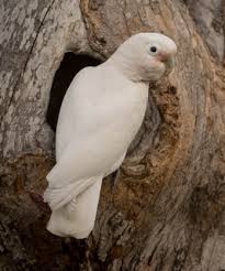 The goffin's cockatoo's natural home is in the forest of the tanimbar islands of indonesia. Goffin S Cockatoo Cacatua Goffiniana Parrot Encyclopedia