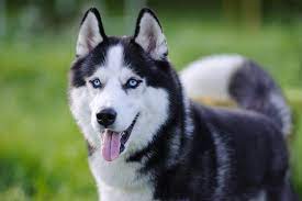 On average, a siberian husky can cost anywhere from $450 to as much as $1,500. How Much Is A Husky Adoption Adult Puppy Price List Marvelous Dogs