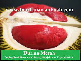 Isi buah durian jenis durian pelangi papua barat merupakan perpaduan antara merah muda hingga merah tua dan krem dengan semburat hijau di sudut pongge. Jual Bibit Durian Merah Murah Bergaransi Info Tanaman Buah