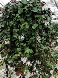 Image result for Plectranthus verticillatus