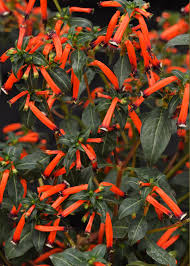 Image result for Cuphea